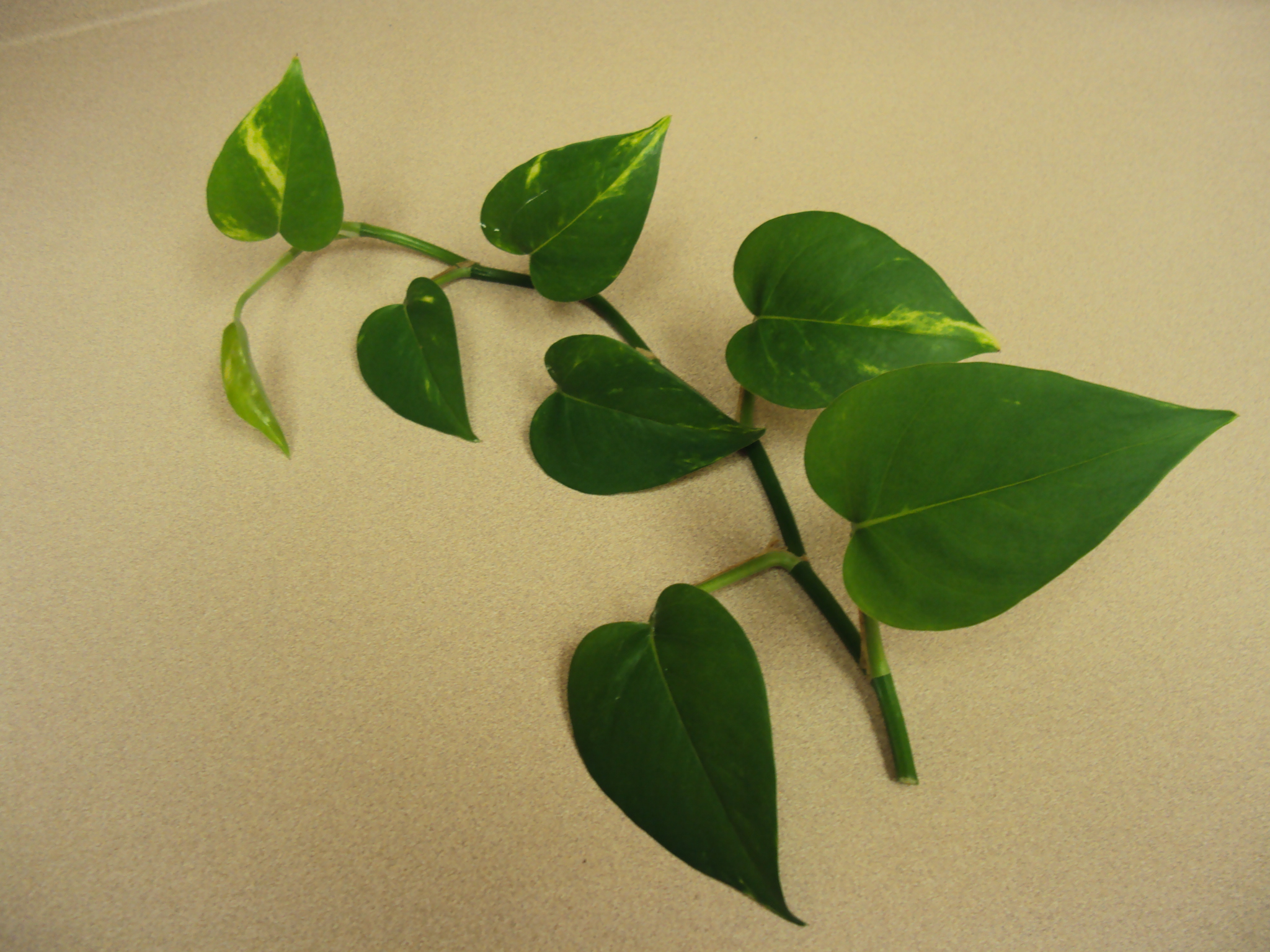 Image result for vine plant