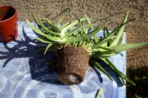 How do you root an aloe plant?