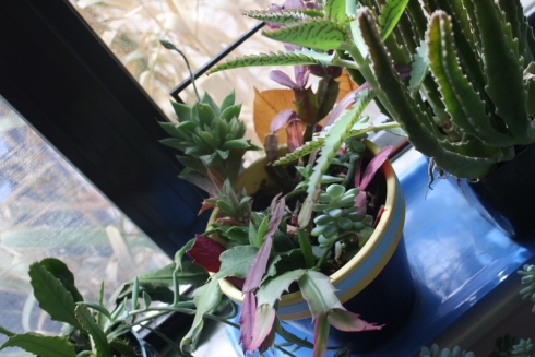 Good To Grow, Liza's photos, succulent pot